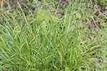 European woodland sedge